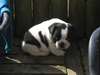 A céder chiot type bouledogue français femelle