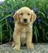 Golden Retriever disponible