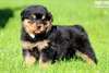 Superbe chiots rottweiler a donner