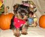 Beau chiots yorkshire