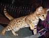 TICA enregistr&#233; Savannah chatons disponibles - photo 1
