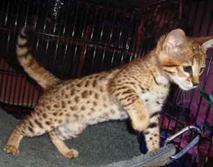 TICA enregistr&#233; Savannah chatons disponibles