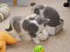 cheveux courts britannique chaton Disponible
