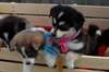 Chiots Teacup Pomsky