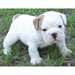 Les chiots de bouledogue mignon et adorable anglai