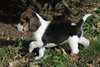 Femelle et mâle chiots beagle ont besoin d'un foye