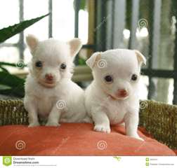 Deux chiots Chihuahua Disponible maintenant