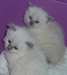 Chatons Ragdoll Purebred