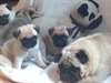 CHIOTS PUG disponibles pour adoption