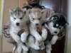 Homme et Femme Siberian Husky Disponible