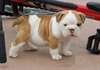 Puppies Big Boy Scooter Bulldog anglais pour Noël