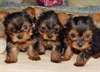 Qualité Teacup Yorkies pour adoption
