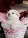 Trouver les chiots maltaises disponibles