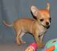 Magnifique chiot chihuahua femelle