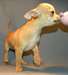 Bulldog anglais femelle