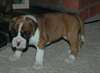 Kc Reg Pedigree Puppies Boxer Superbe Belle