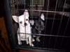 chiots Toy Chihuahua Pour Rehoming - photo 1