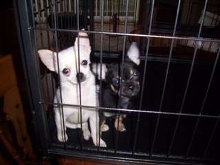 chiots Toy Chihuahua Pour Rehoming