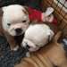 Bulldog anglais pour adoption