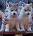 chiots Weimaraner Weimador Husky sibérien pour l'a