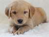 chiots Golden retriever