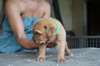 Superbes chiots type dogue de bordeaux fauve
