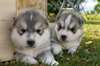 Chiots husky sibérien
