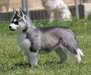 Adorable chiot type husky de sibérien