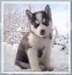 Siberian Husky Brown And White and Brown - photo 1