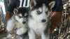 chiots Weimaraner Weimador Husky sibérien pour l'a