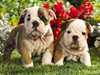 Excellent English Bulldog Puppies For Adoption - photo 1