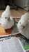 Main cabra bébé Ducorps Cockatoo pour adoption