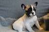 À donner chiot (Femelle) type bouledogue français