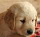 Golden Retriever pour adoption