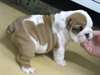 Bouledogues anglais pour adoption gratuit