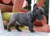 Purebred chiots AKC Bouledogue français Disponible