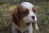 Chiots Cavalier Ready Now