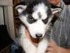Chiots Husky sibérien