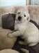Les chiots golden retriever mâle et femelle