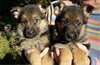 A donner une petite femelle chiot berger allemand