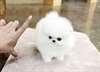 Très charmant! Poupée! Les chiots pomeranian pour