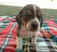 Belles Pups Beagle disponibles