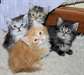 maine coon disponible pour vous Disponible