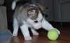 Chiots husky de Sibérie masculins et féminins.