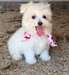 CADEAU chiots maltais doux pour adoption