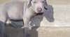 Yeux bleus chiots Weimaraner