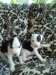chiots Pit bull