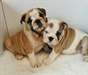 Superbes chiots Kc RegisteredEnglish Bulldog