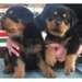 Chiots Attrative rottweiler - photo 1