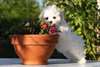 Bichon Maltais Femelle